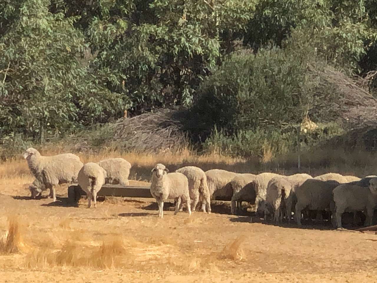 We are a working sheep farm 