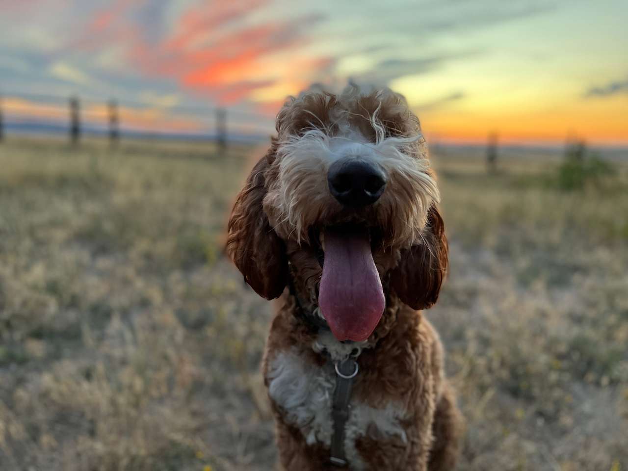 Our goldendoodle was over the moon having some space to run (and a friendly family to get him some attention).