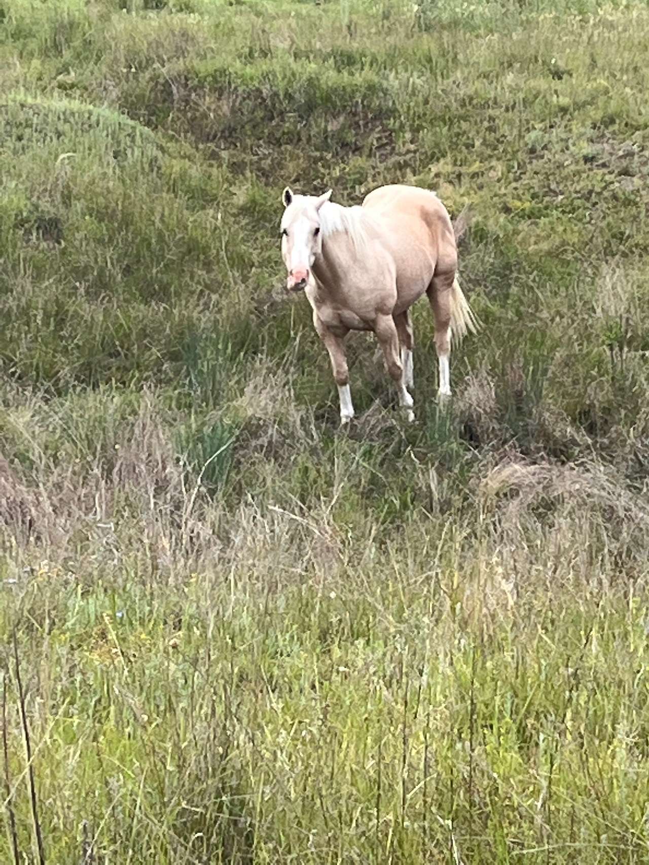 Just one of the beautiful horses on the property 