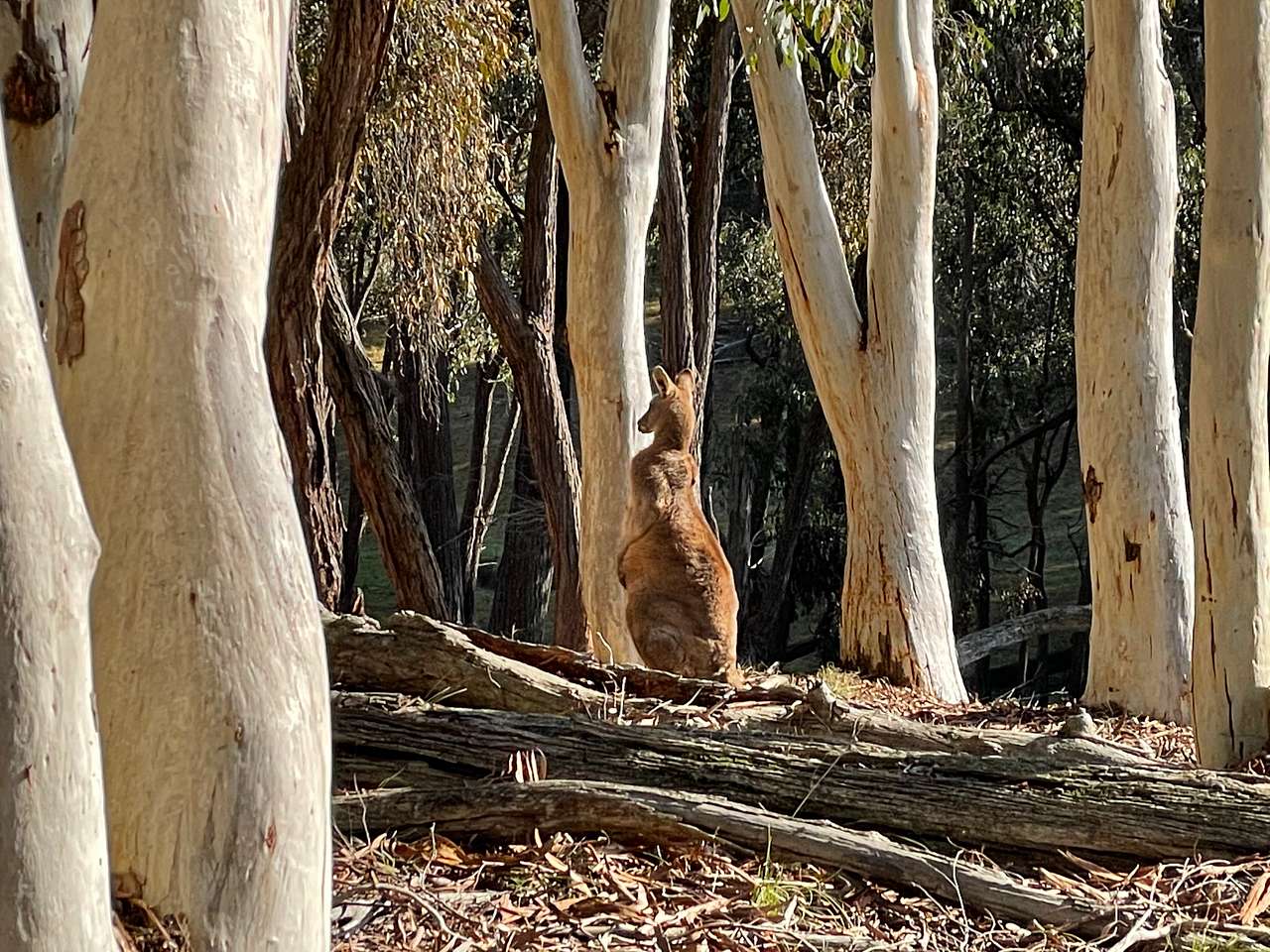 Coots Creek Campground