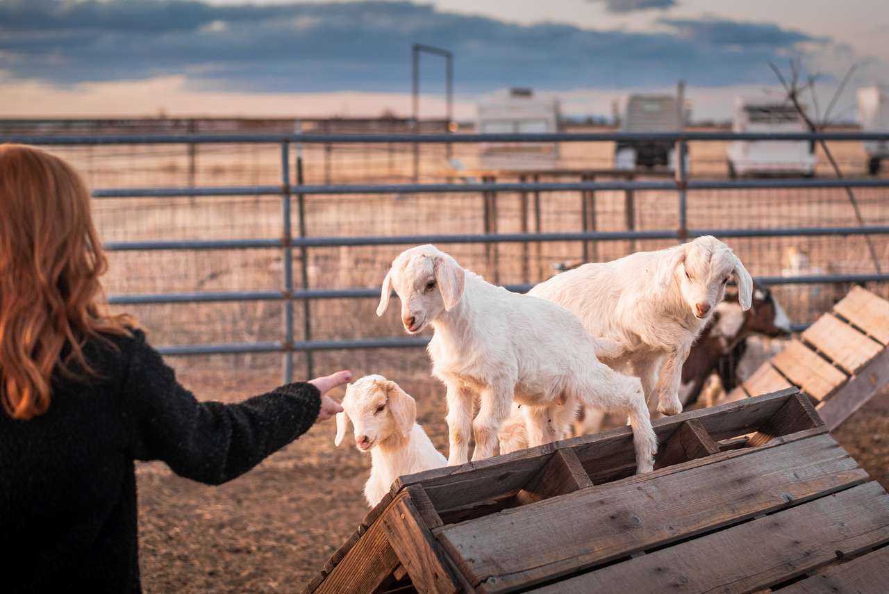 Lots of goat babies
