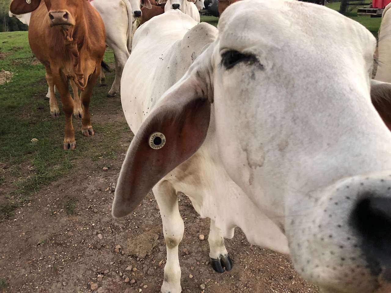 'The Three Mile Creek' Camping