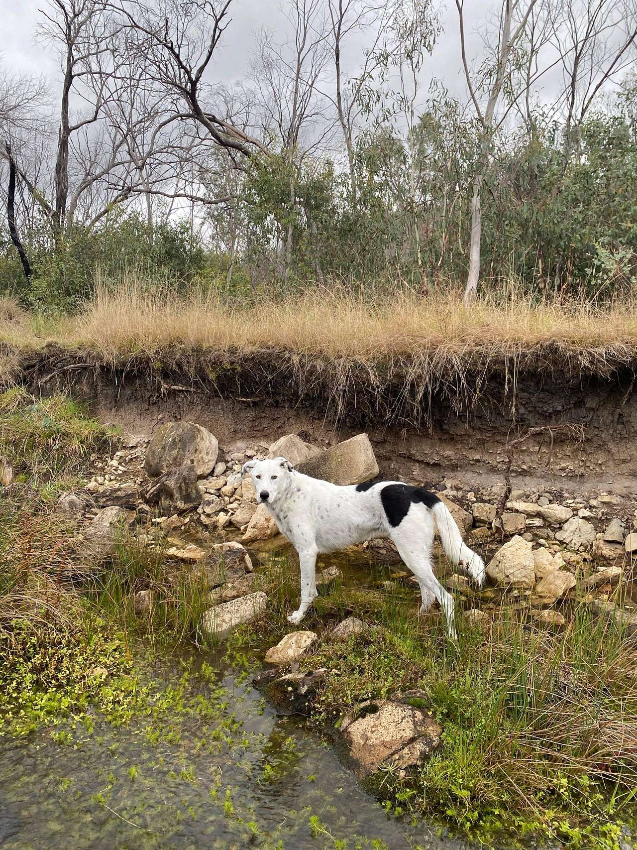 Two Creeks Meet