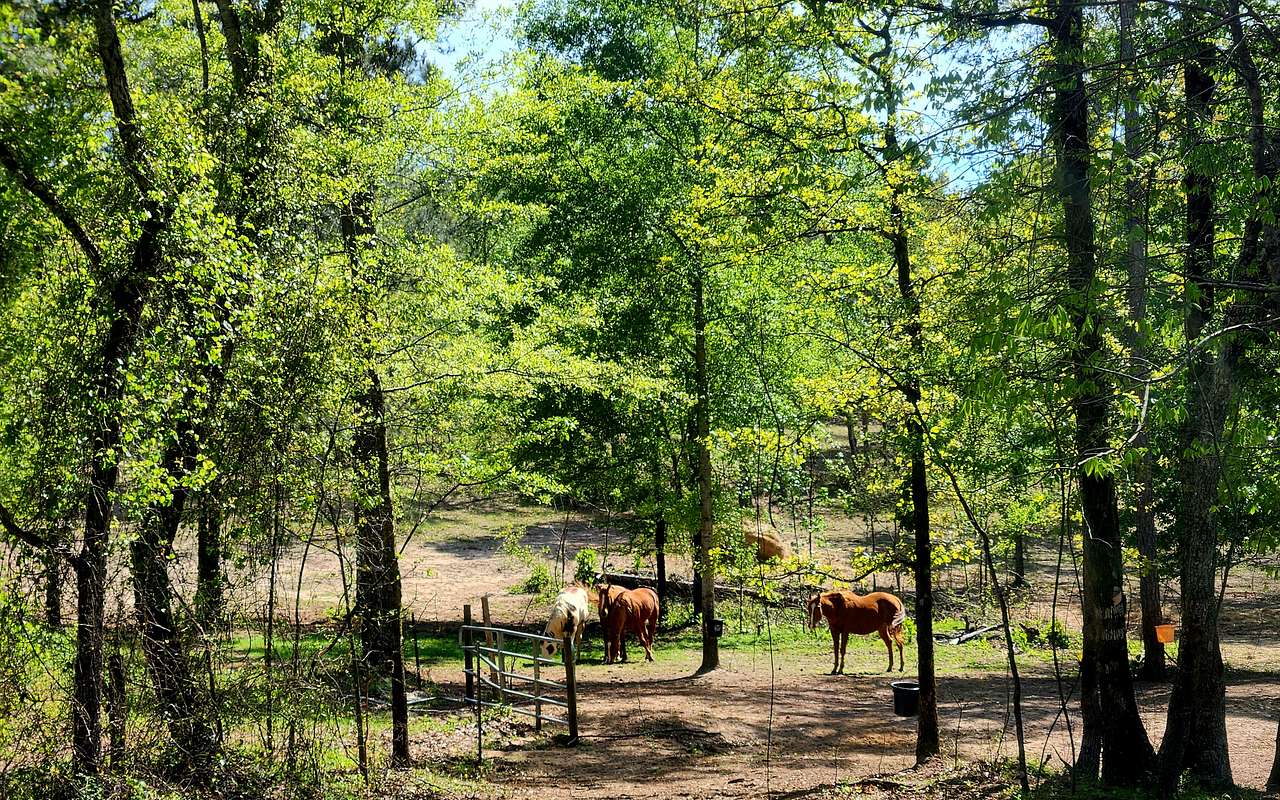 Southern Magnolia Grace Ranch