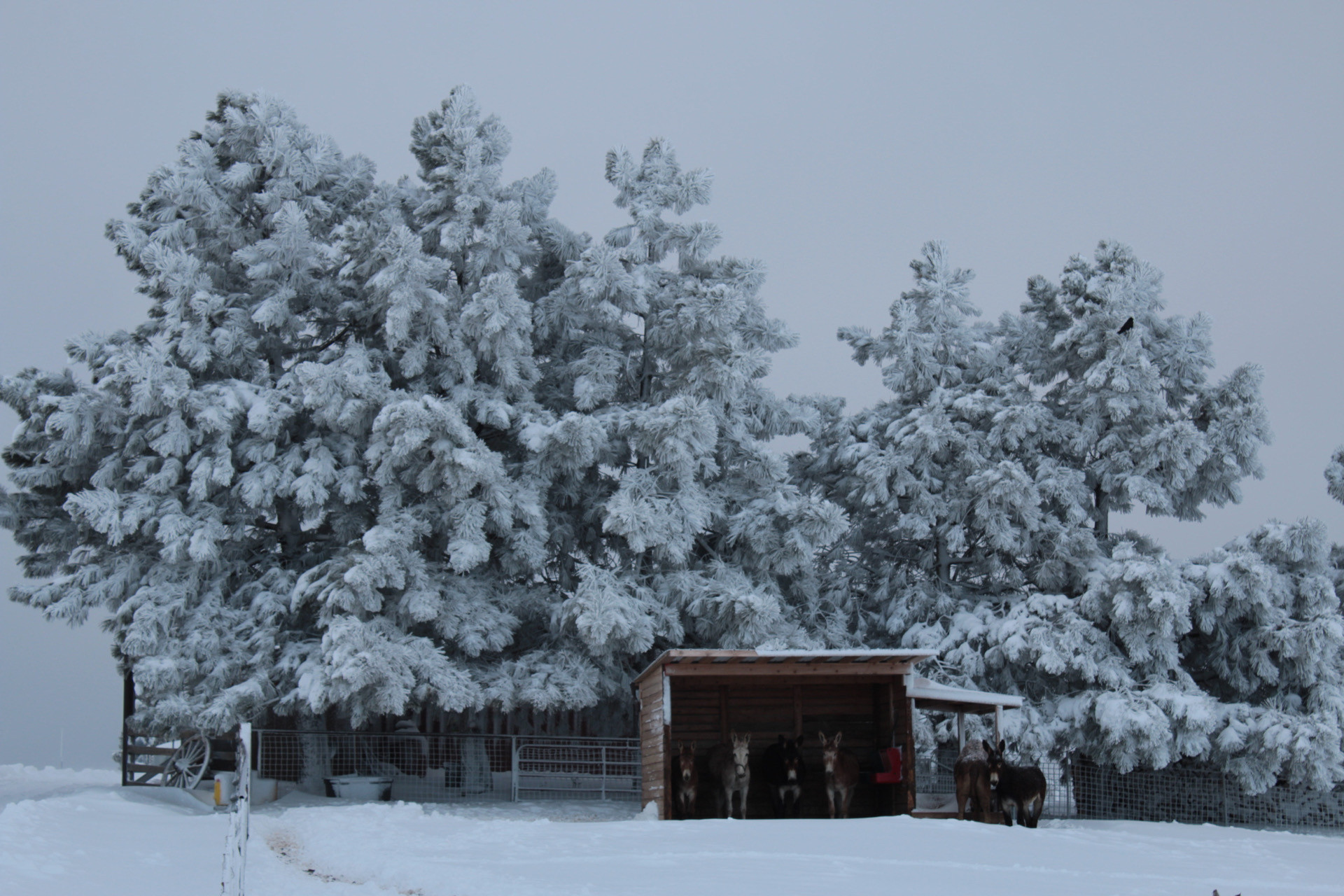 Lone Juniper Ranch
