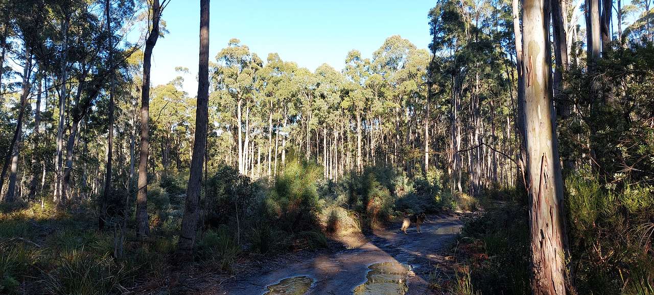 The Forest