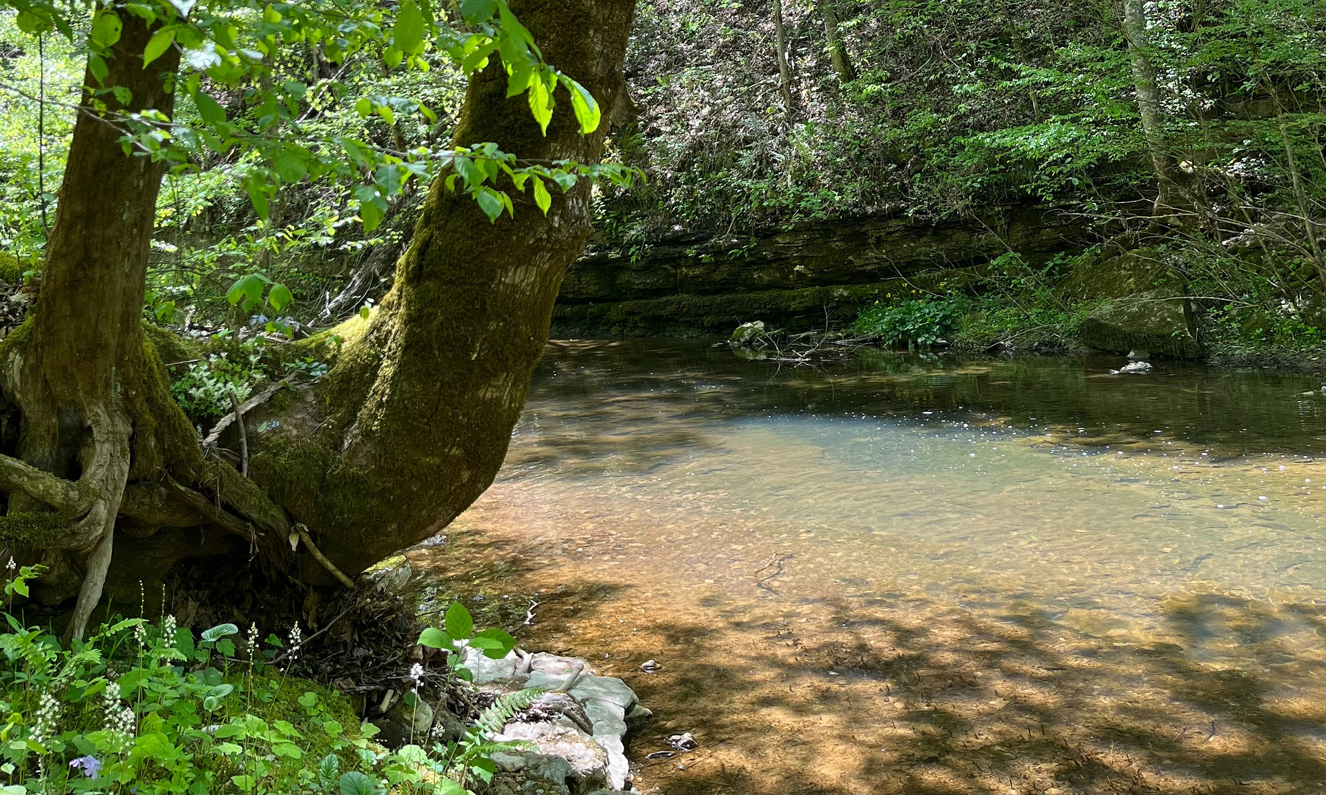 One of the two rivers on the property. This one flows alongside campsite 2 and campsite 4. All guests have hiking access to enjoy the rivers!