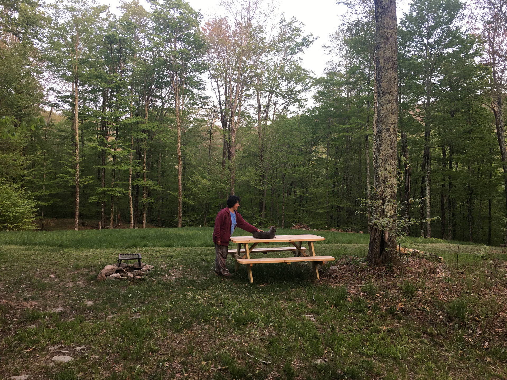 Burr Oaks Forest secluded campsites