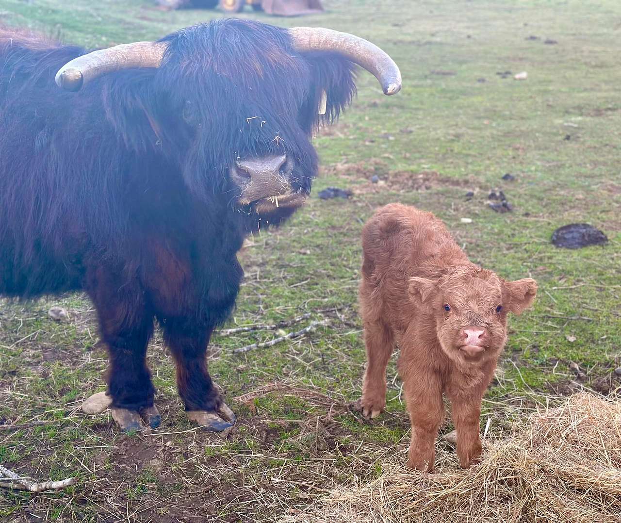 Mama Cow and baby Wally