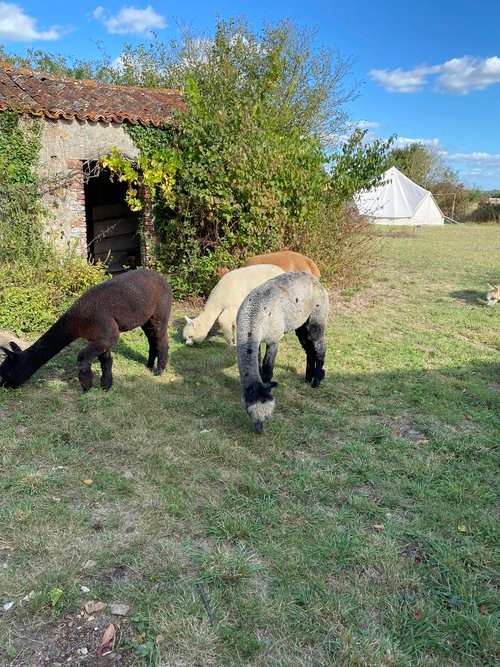 La Petite Ferme d'Alpagas Sanzay