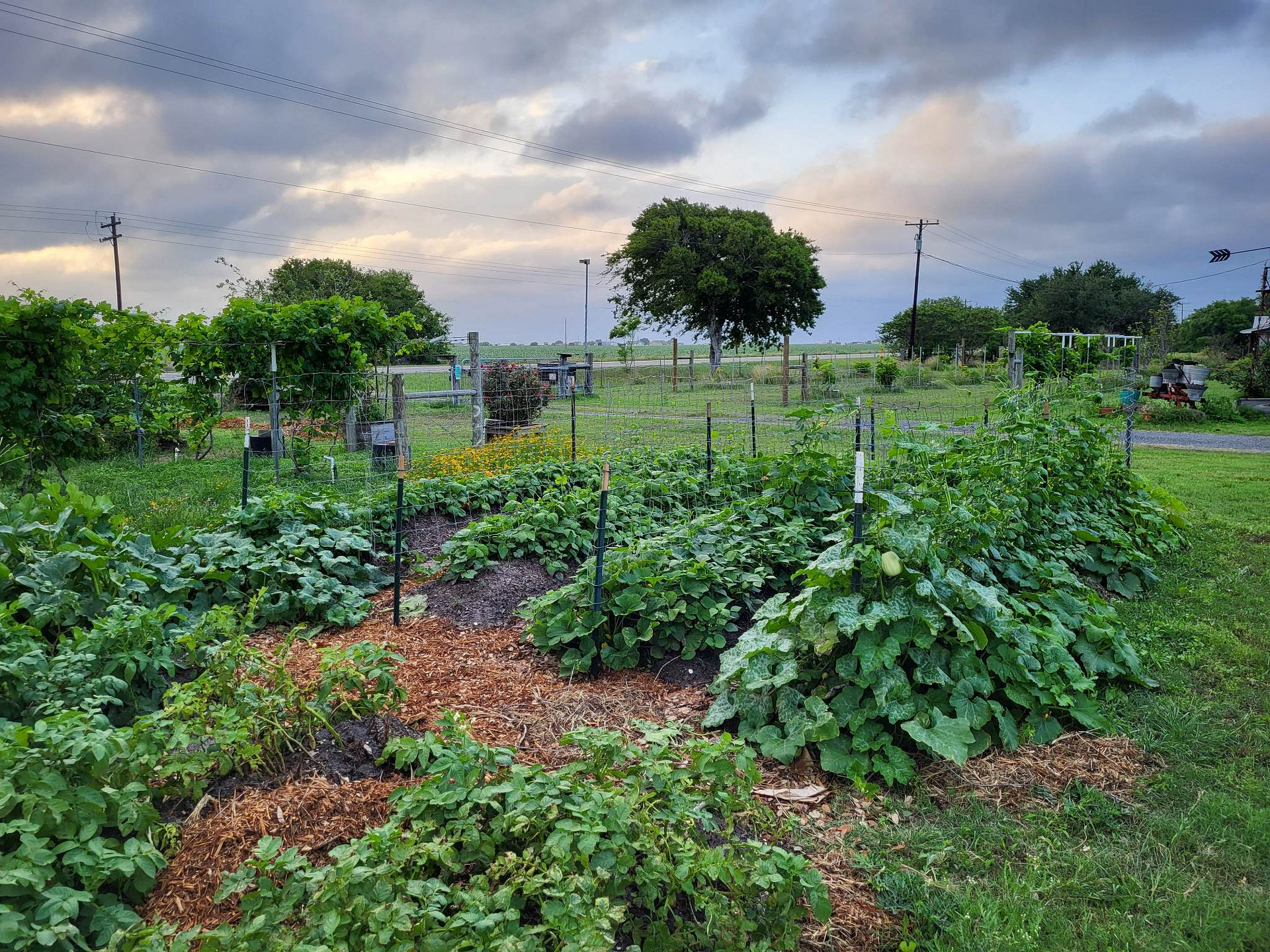 Freedom Harvest Farms