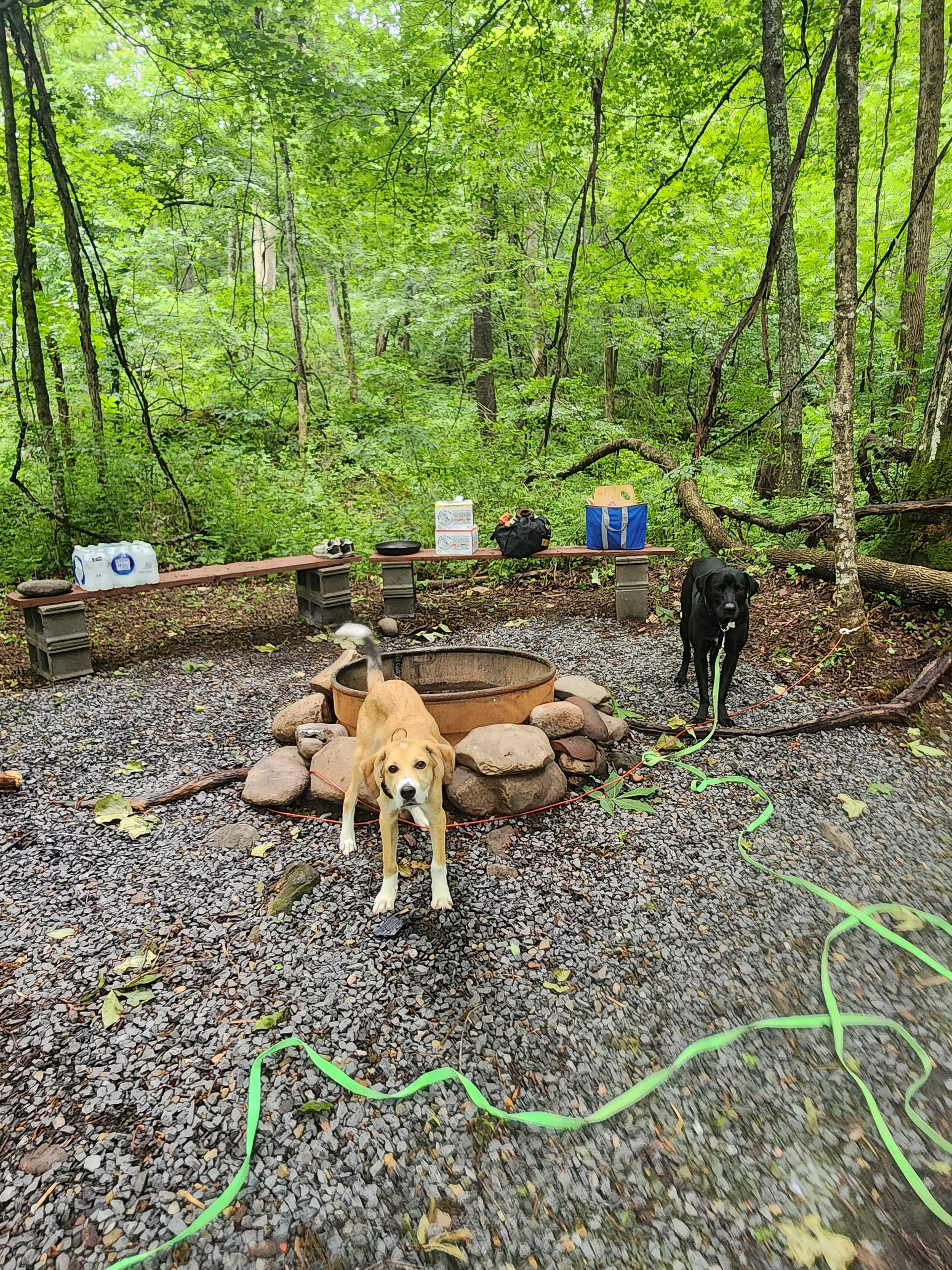 Lots of space and nice fire set up. The dogs loved it!