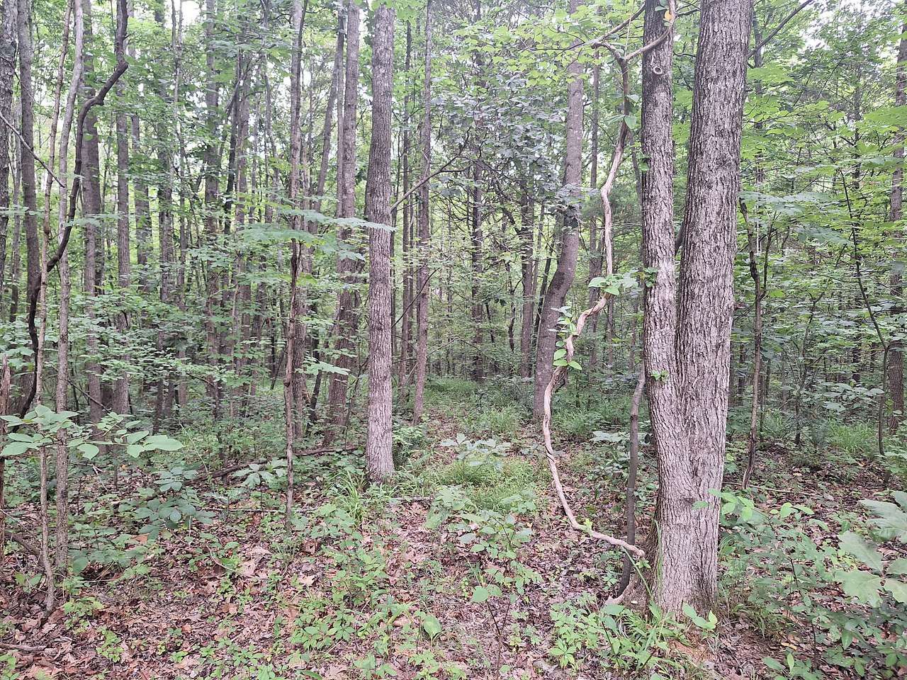 Santa's Woods