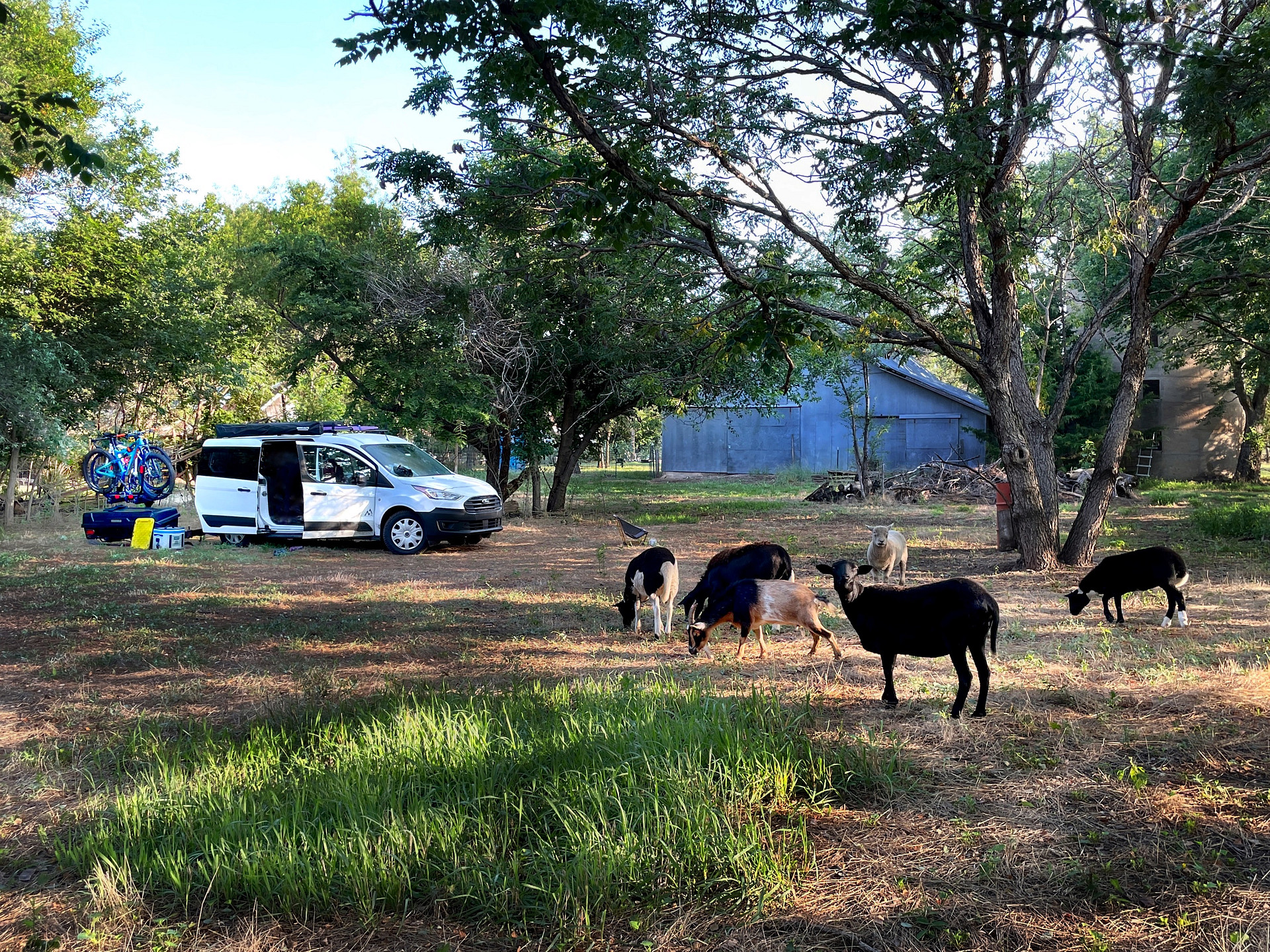 Out Behind the Barn: Hipcamping with Dolly the Goat and the sheep flock.  That would be Polly, Desert Paint ewe, giving you a Hello. 