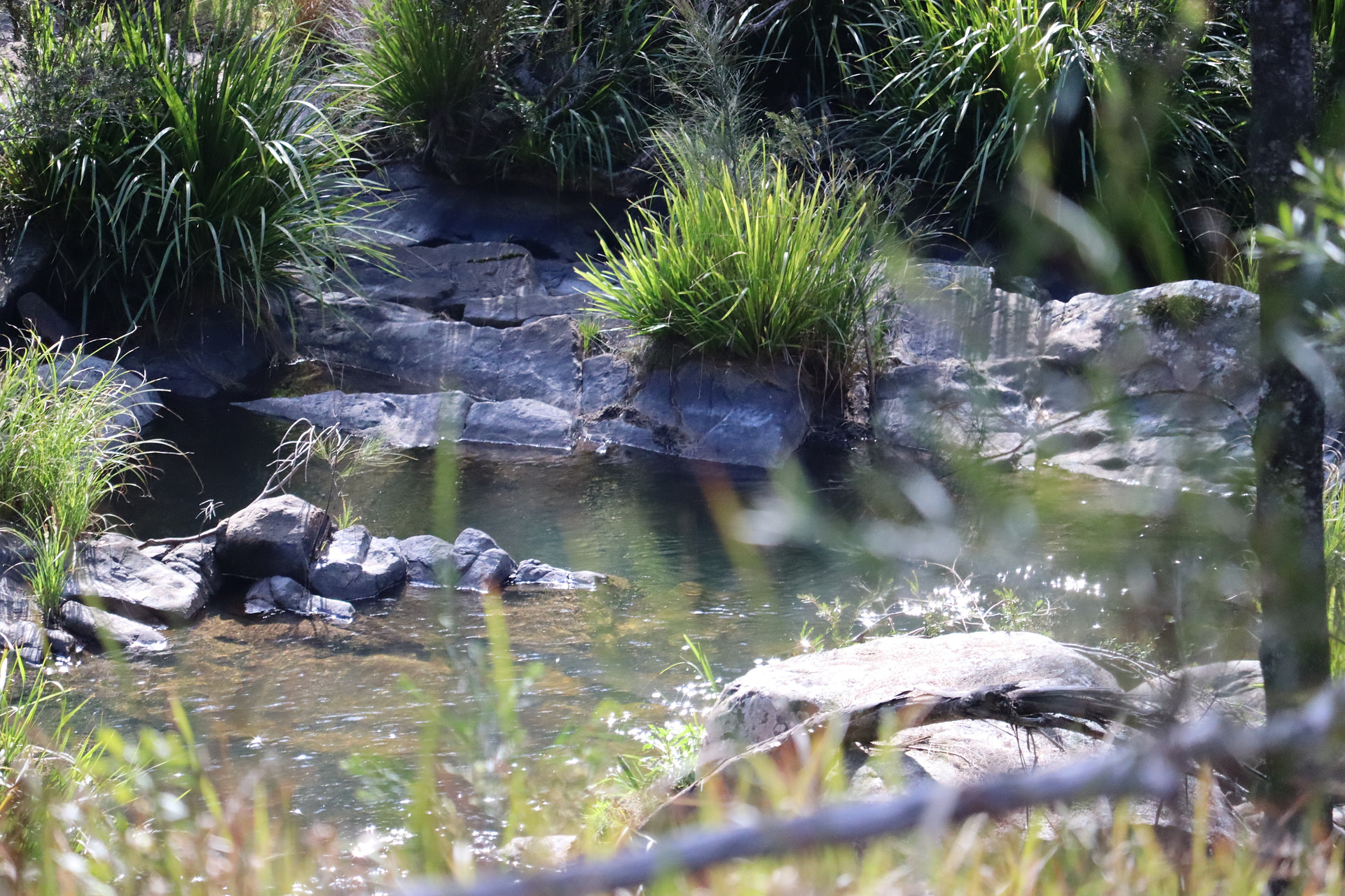 Blicks River Camping