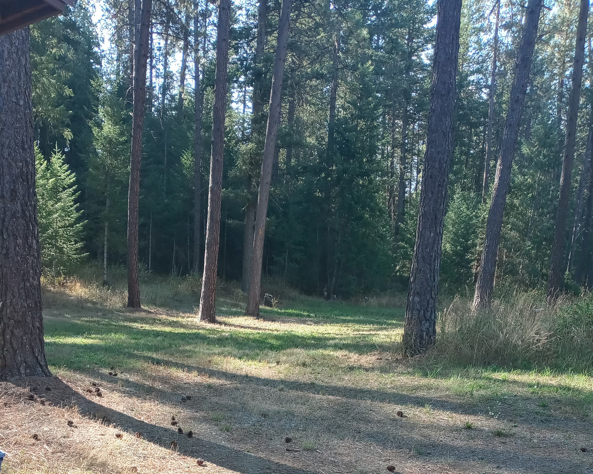 Poleline Pines
