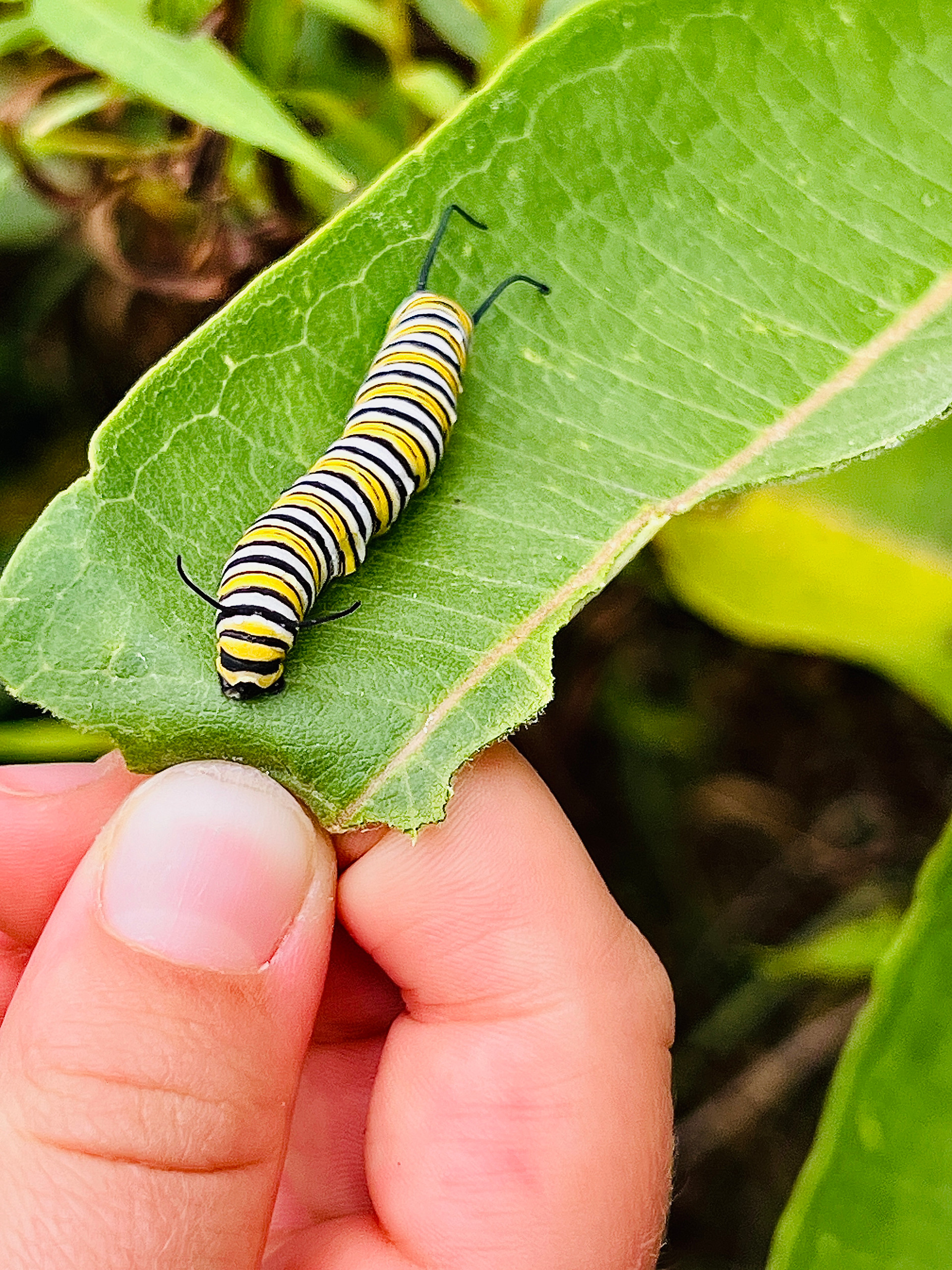 Monarch caterpillar on its host plant, Milkweed!