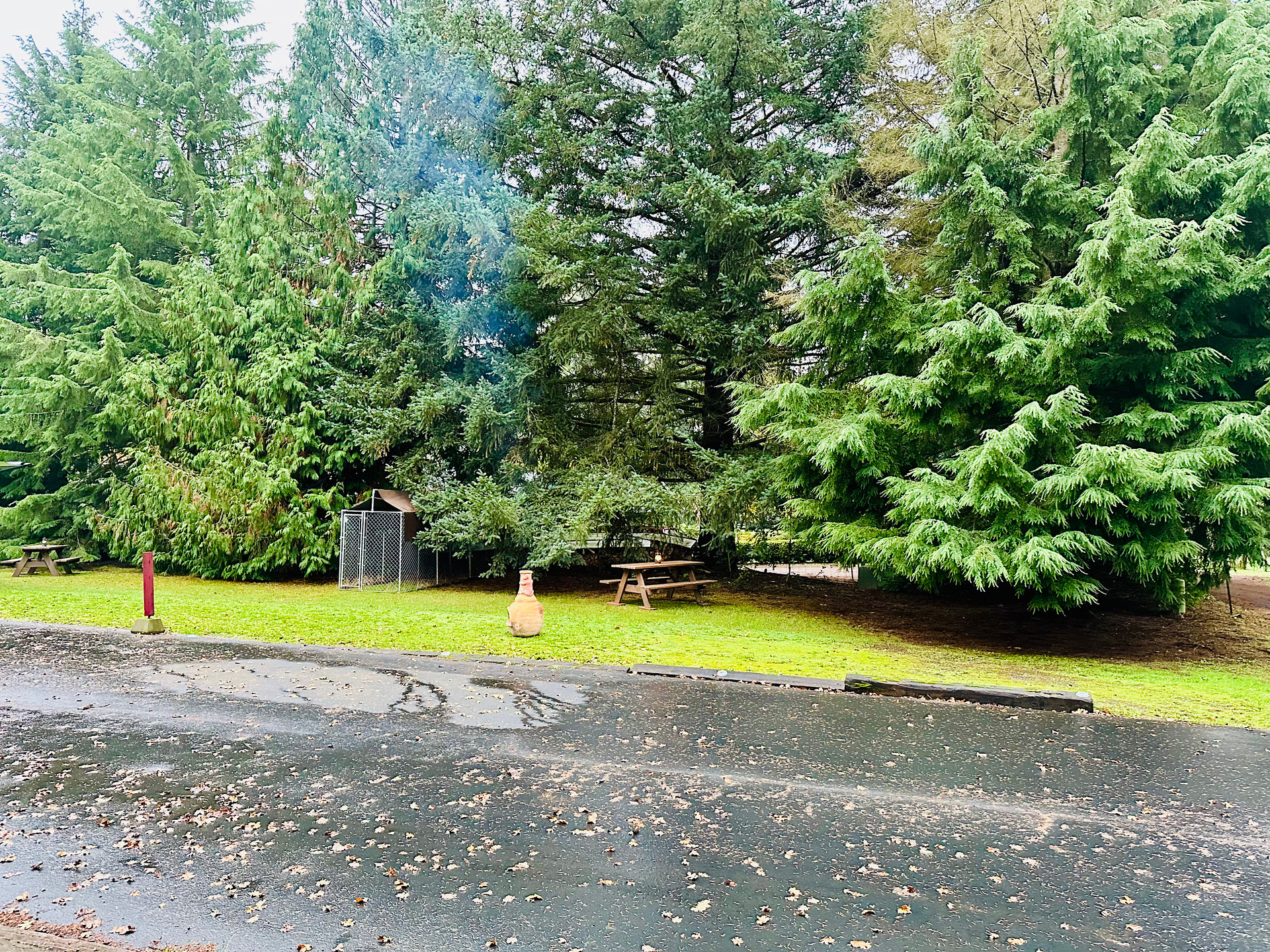 Level campsite shaded by evergreens. Dog kennel, picnic table, chiminea, power cord. Grass is 30' x 45', paved parking is 15' x 45'.