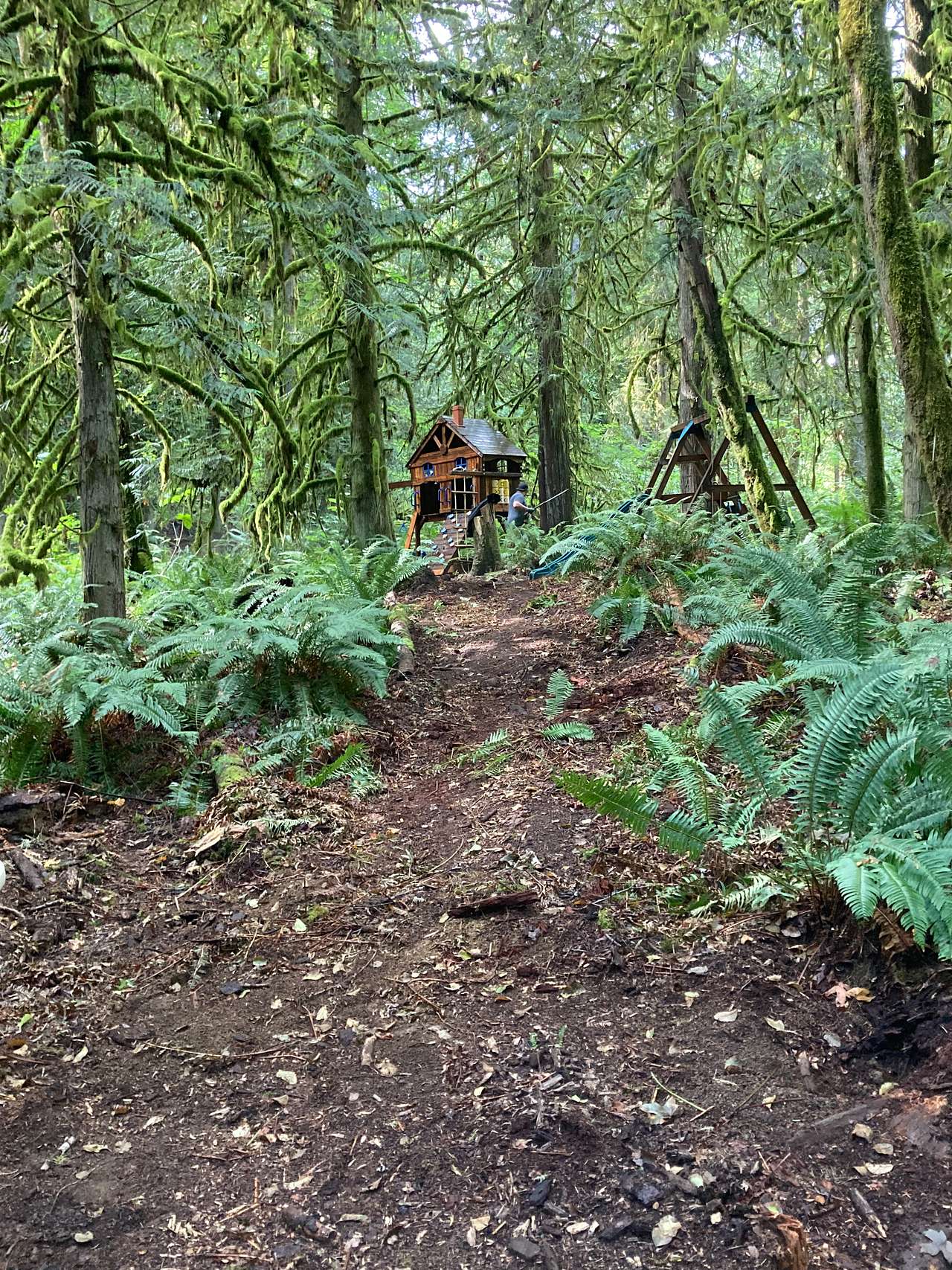 Carnation Moss Forest