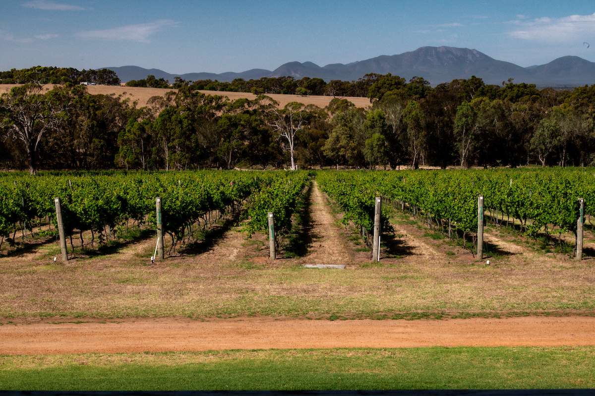 Homestead vineyard views