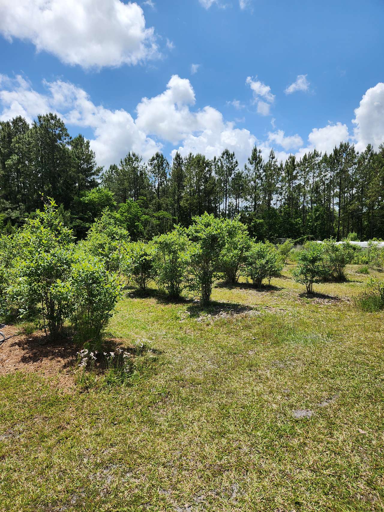 The Blueberry Ranch