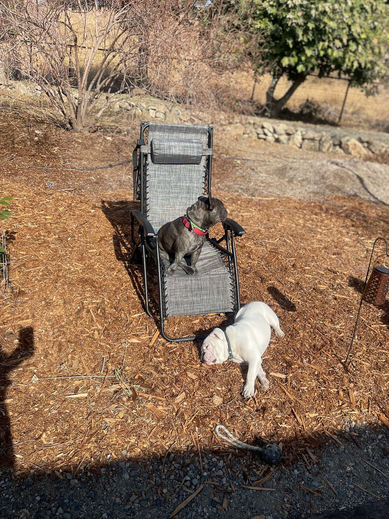 The boys enjoying sun in the yard.