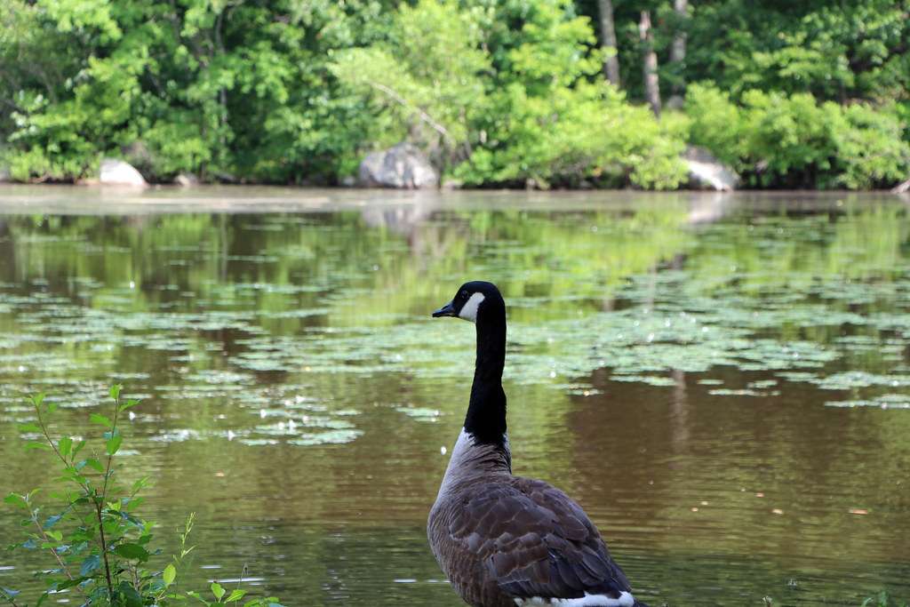 Beaver Brook Reservation