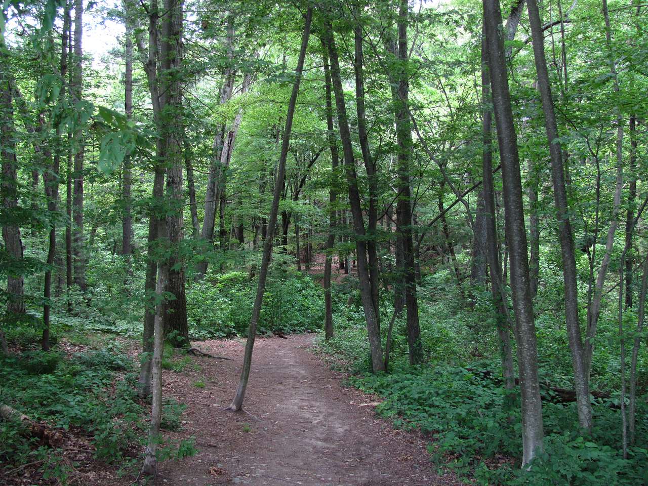 Wilson Mountain Reservation