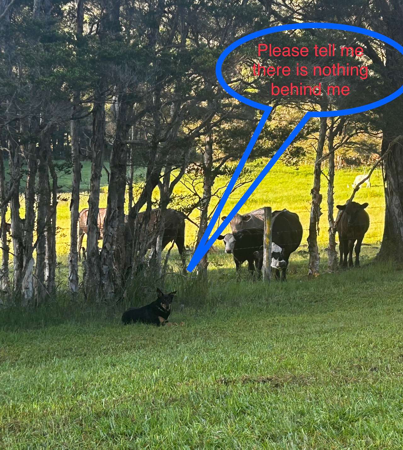 Banjo's Retreat