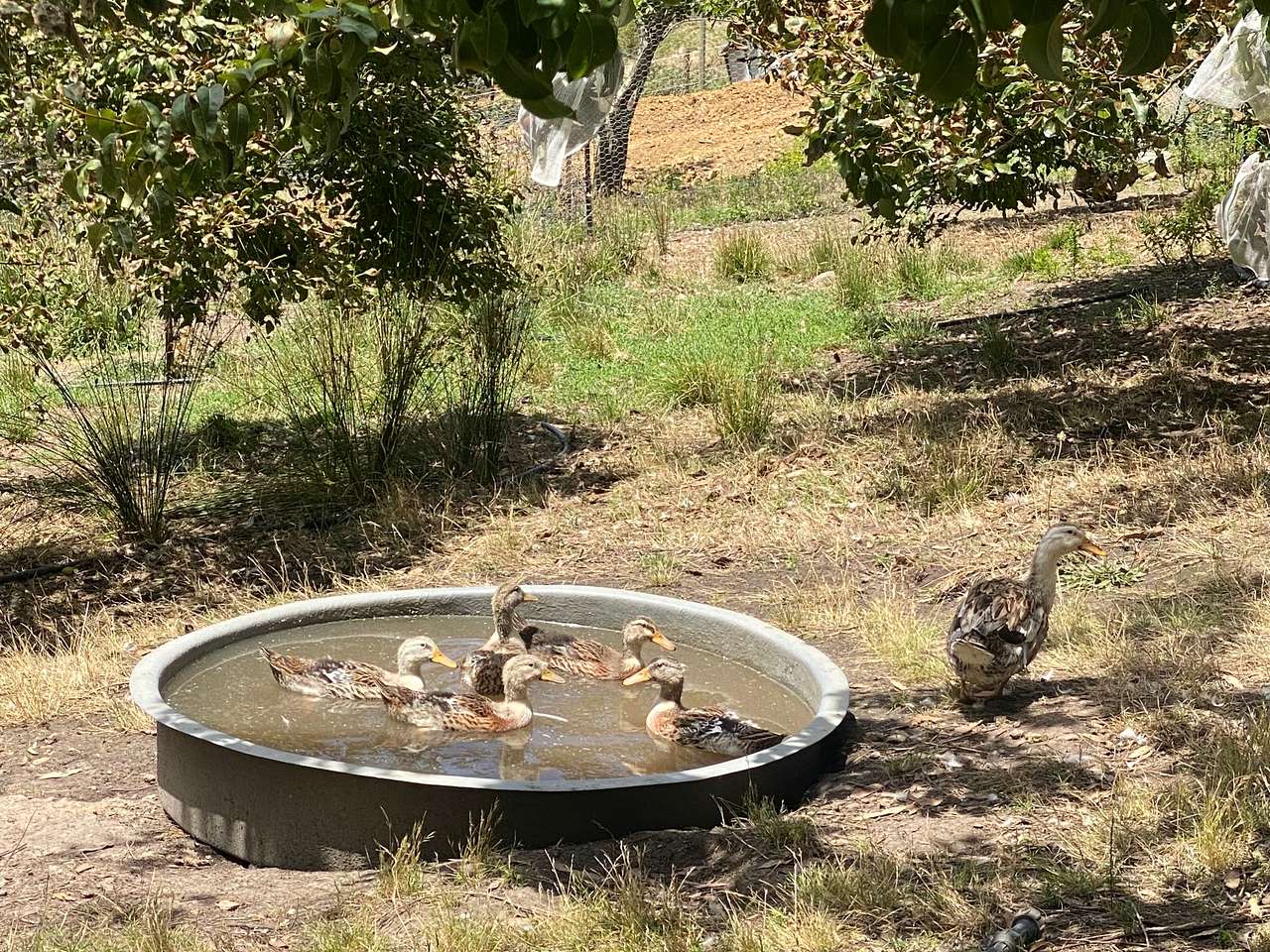Happy ducks in the pond