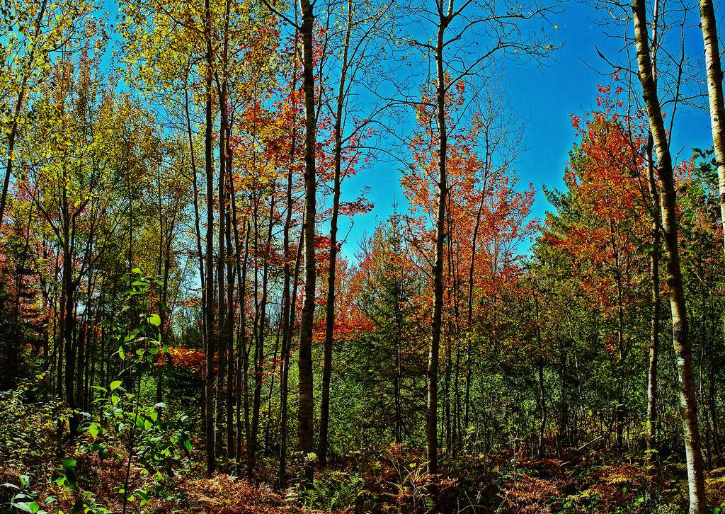 North Country National Scenic Trail