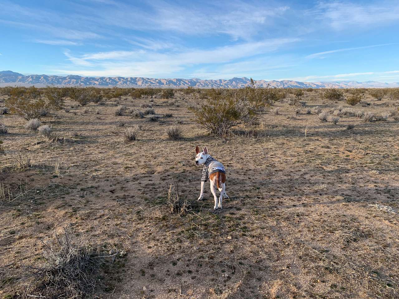 Happy Gray Coyote