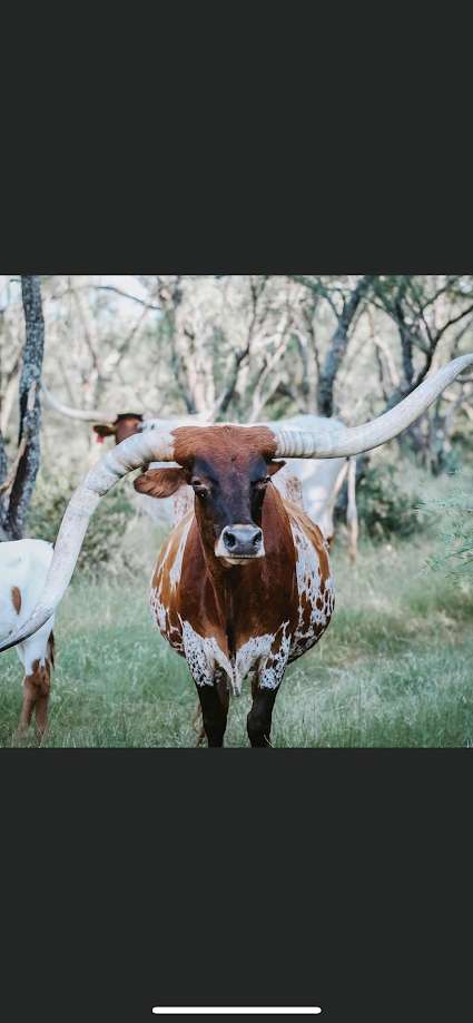 Down Horn Ranch