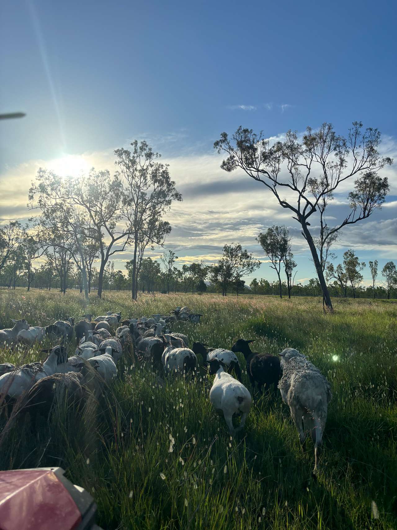 Mountview Farm Stay and Poodles