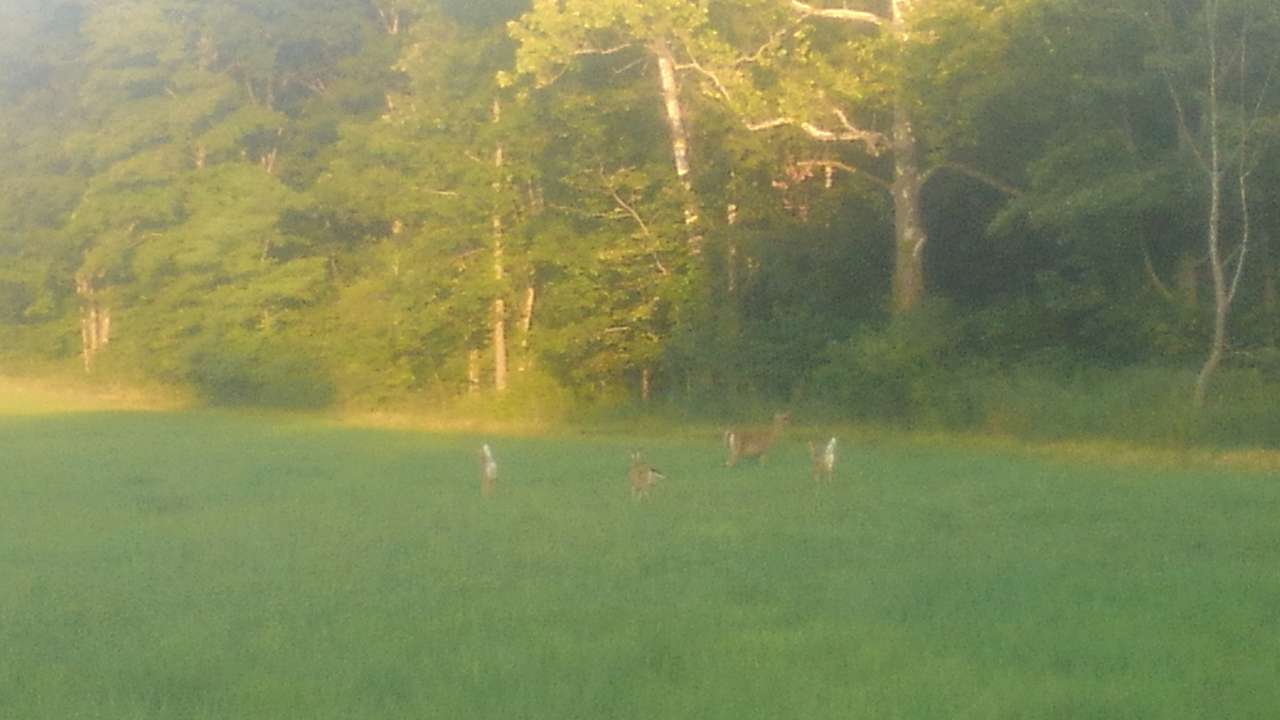 Elk Valley Creekside