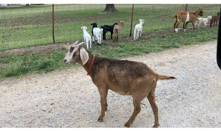 Pioneer Lane Farm