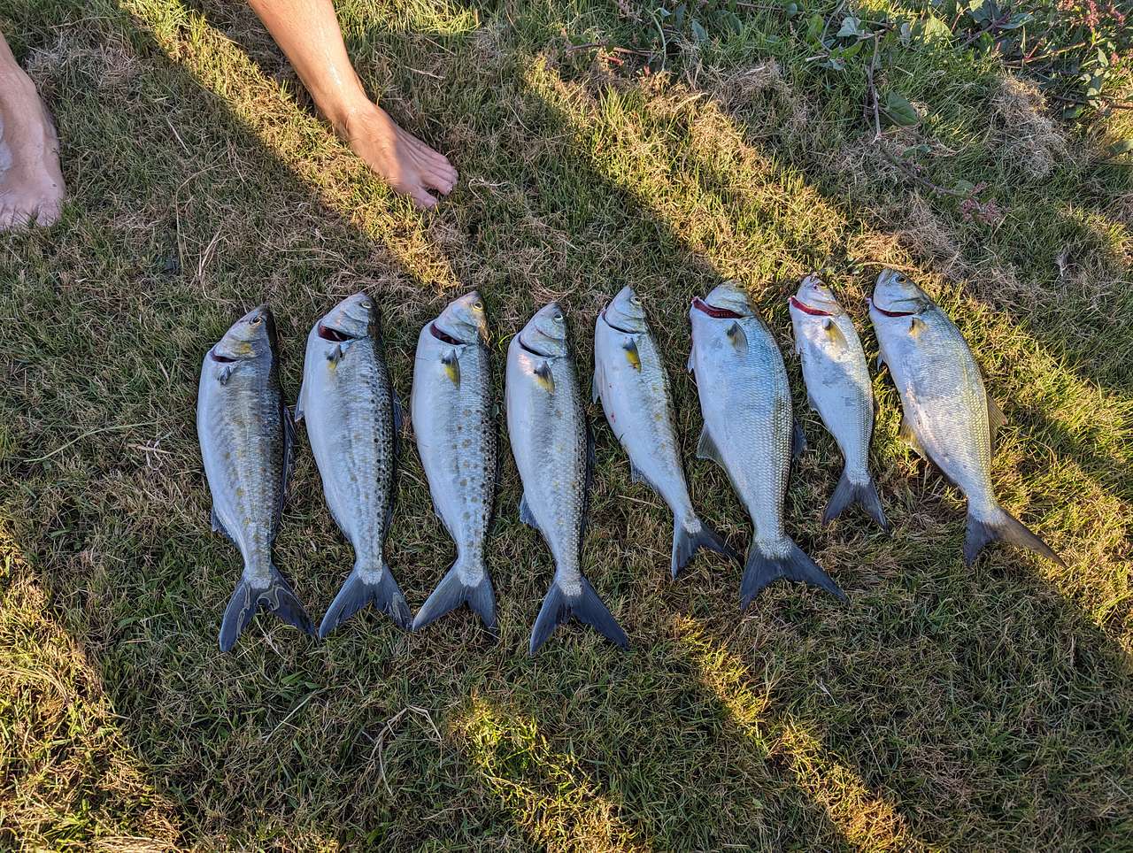 Salmon and Taylor caught out on boat