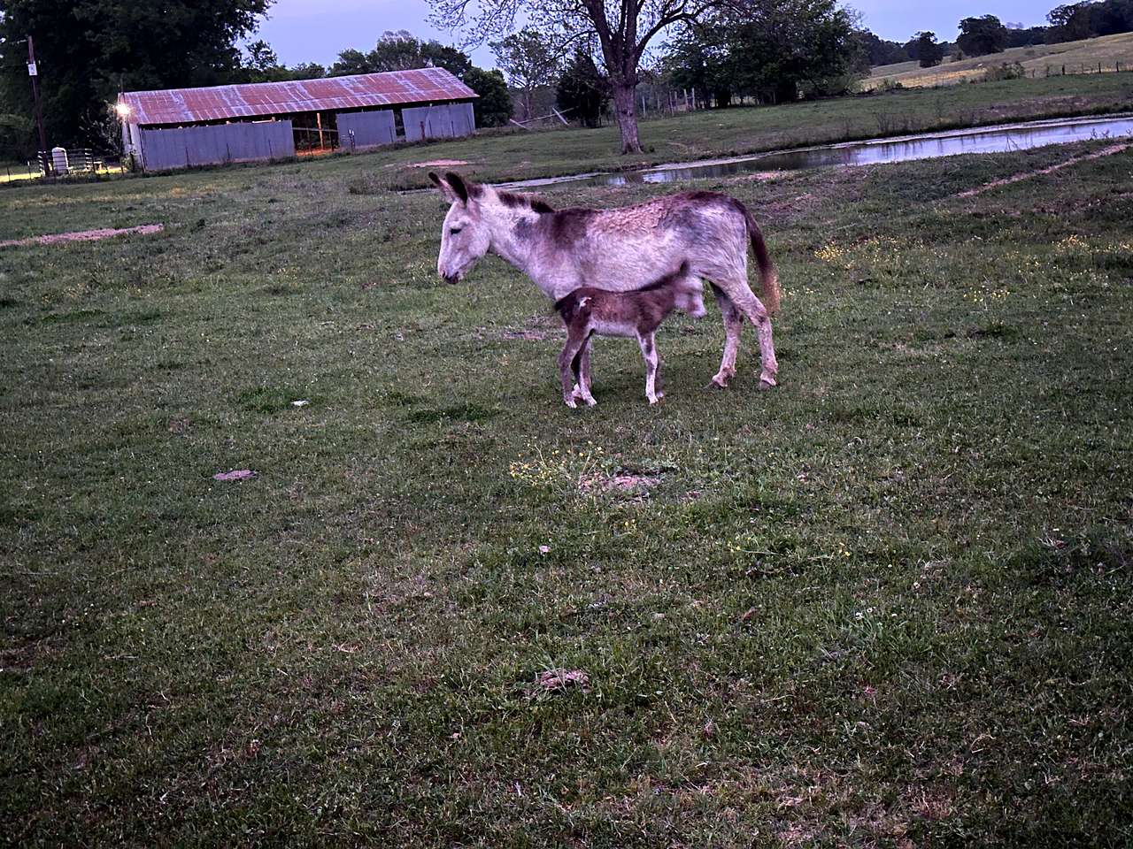News Ranch