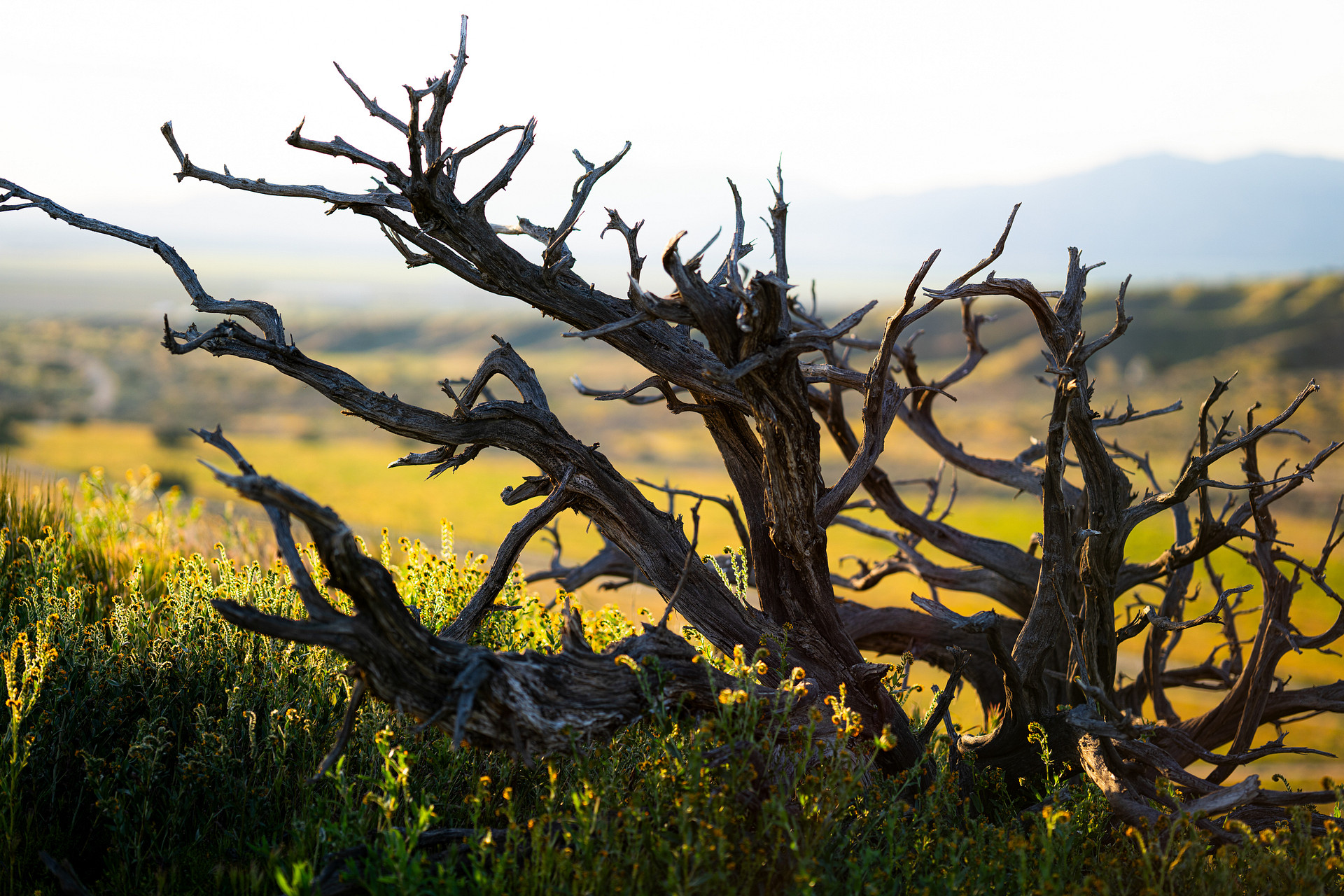 Cuyama Badlands