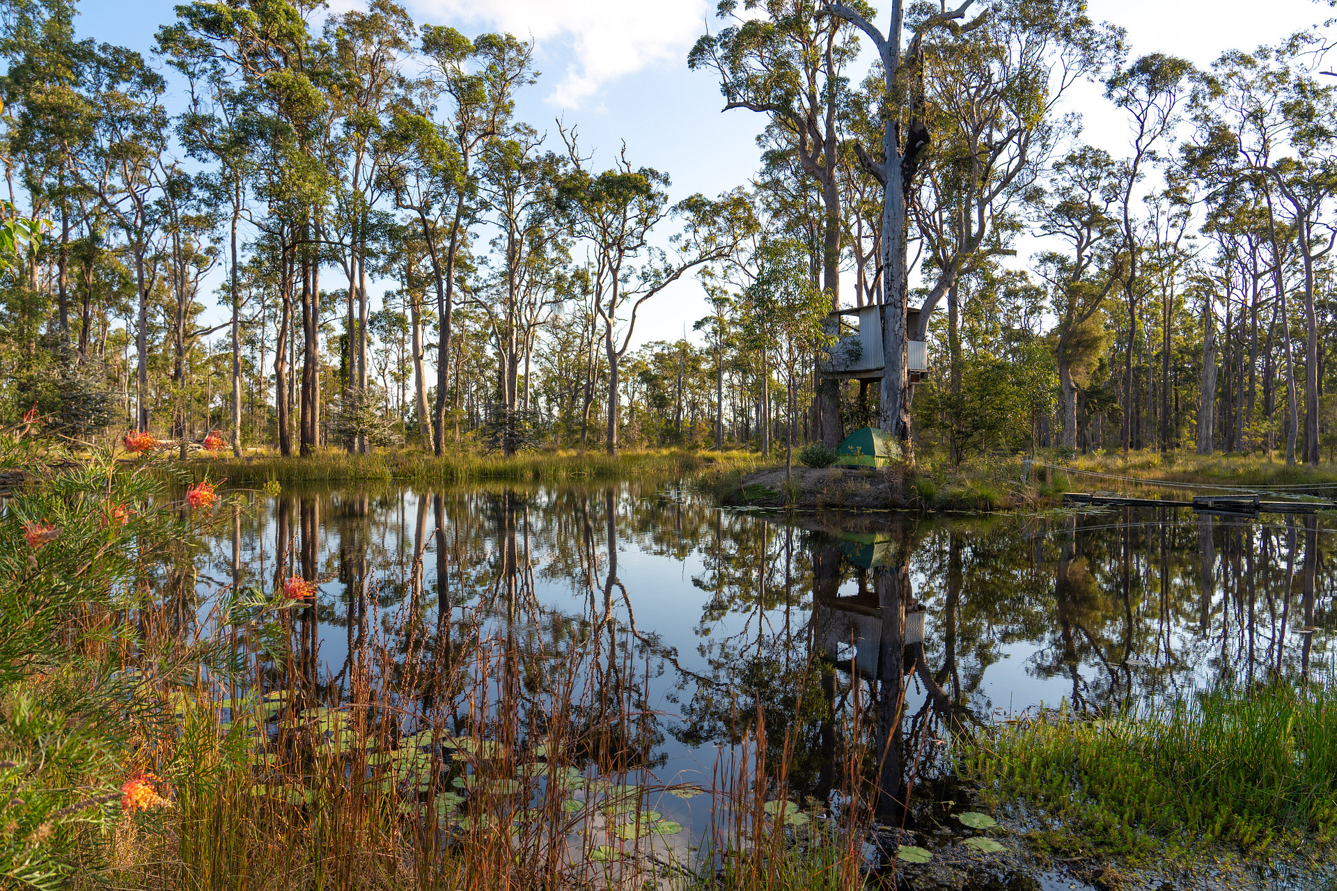 Peaceful Pond