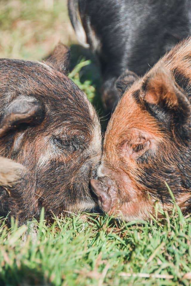 Kaizen Roots Farm