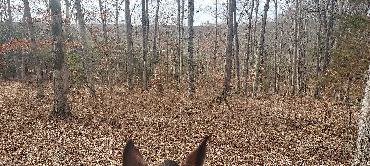 Shepherd's Holler