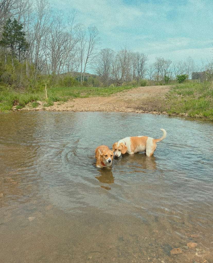 Our dogs loved the multiple creeks! 