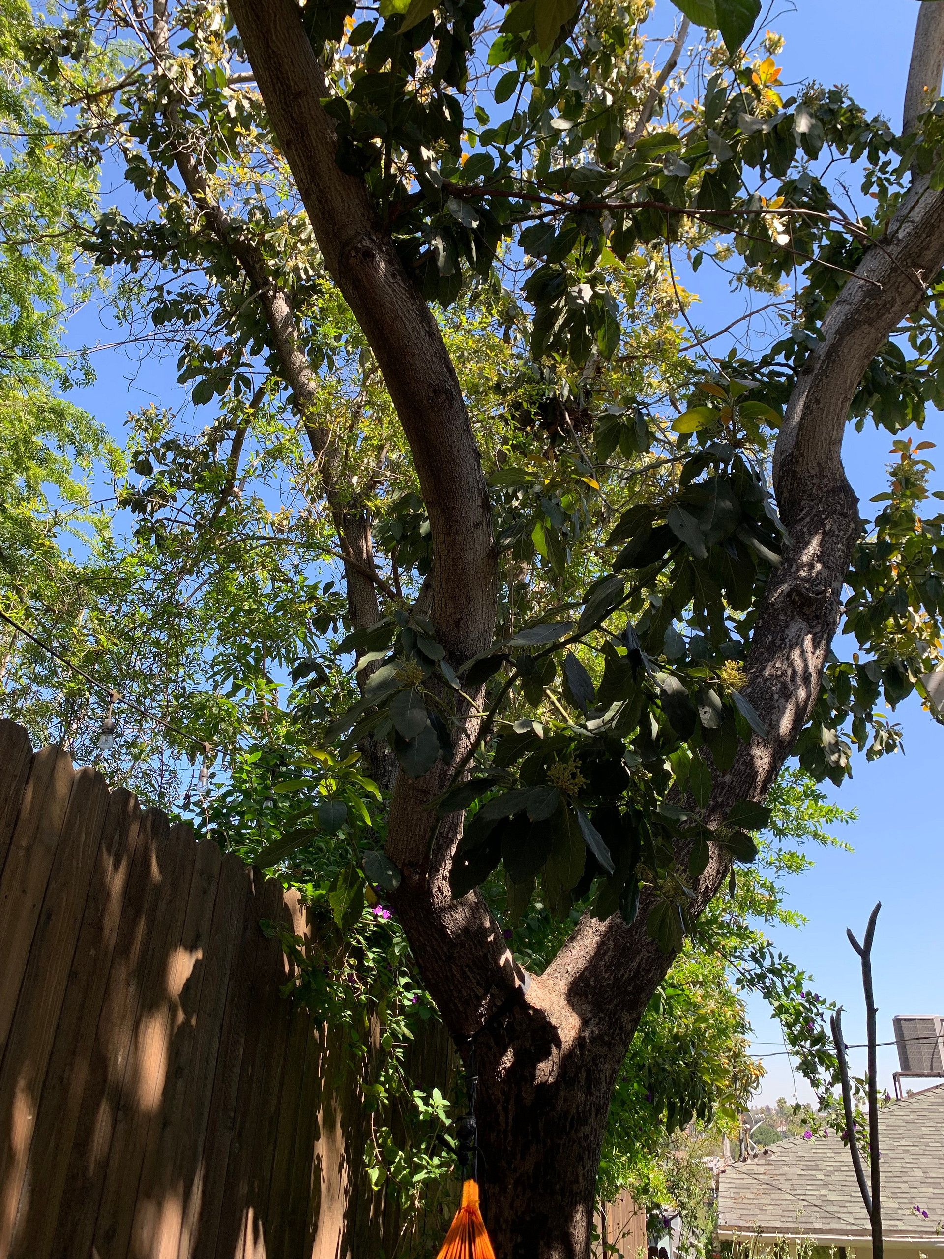 Backyard Glamping SoCal