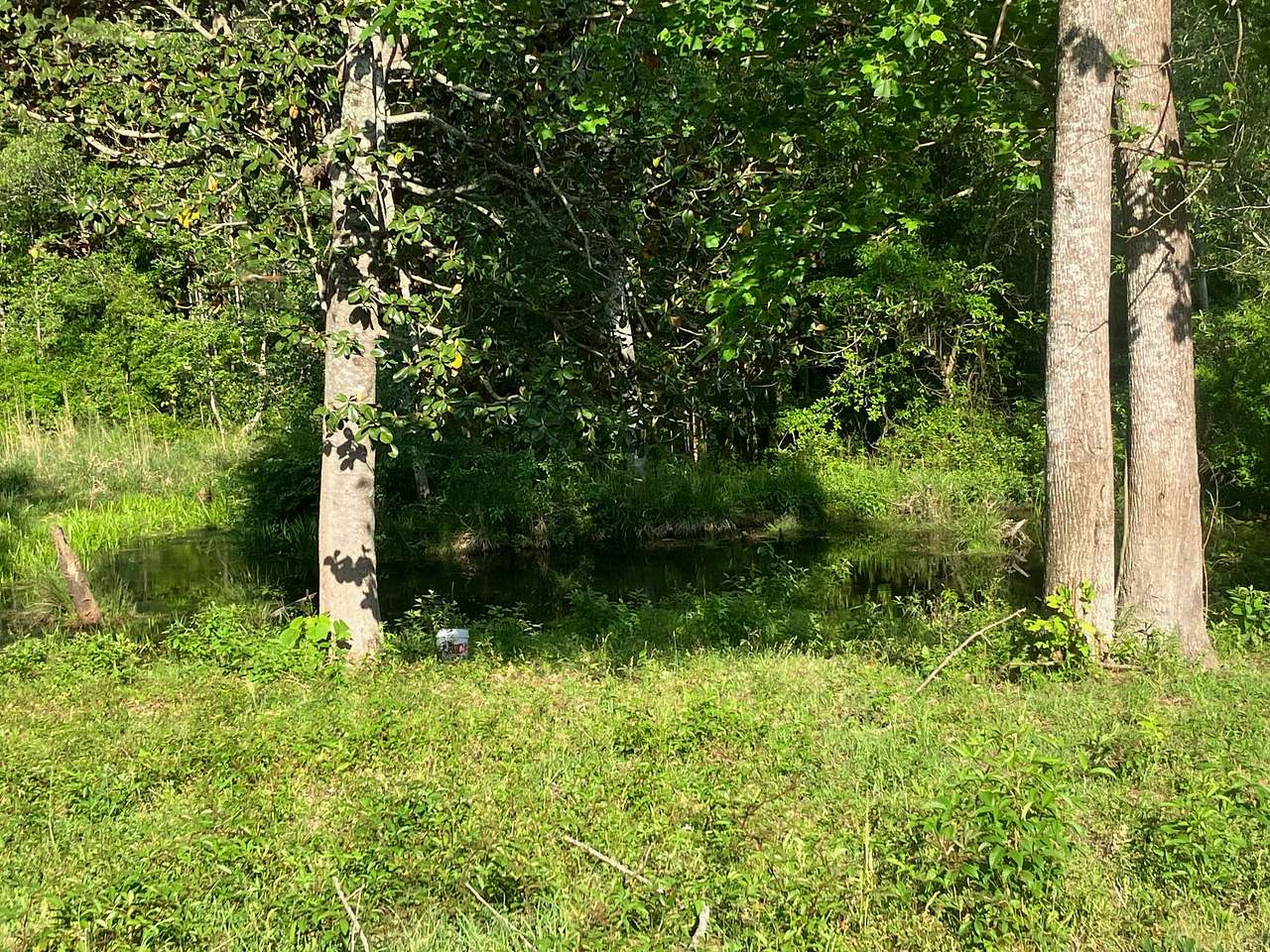 Cooley Cattle Farm