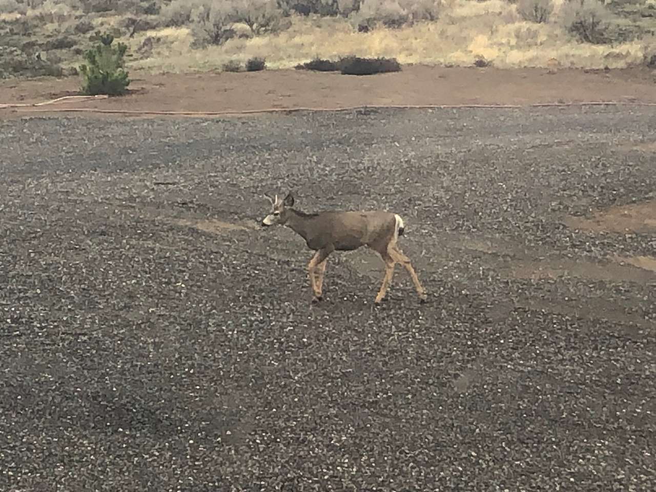 The deer is enjoying an area where a tent, trailer, or RV may be placed.