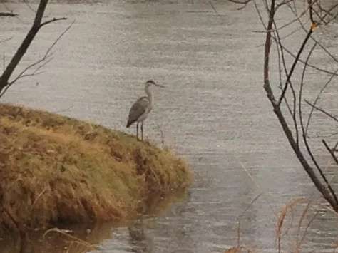 Missisquoi Magic
