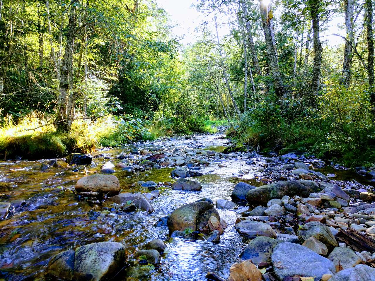 Trestle Creek just upstream of our driveway.