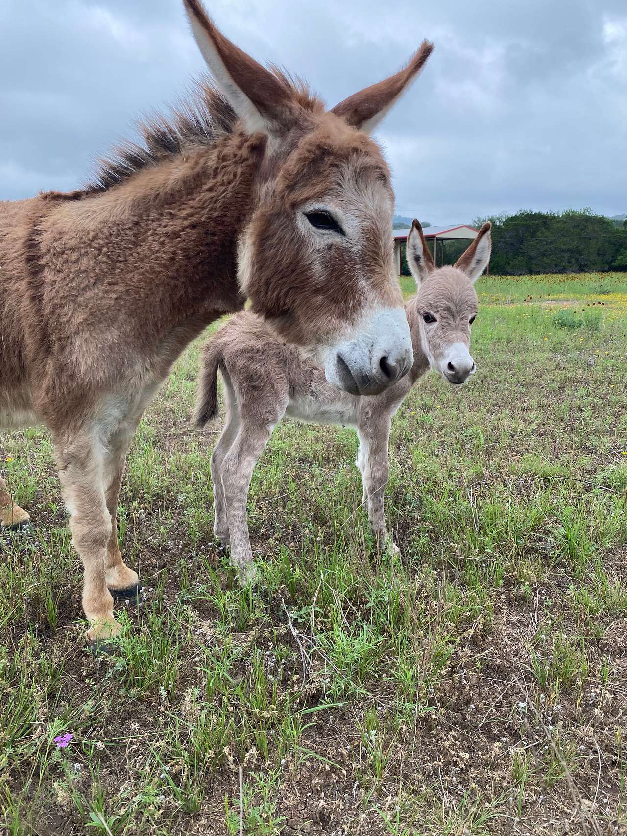 A baby Jenny was born in May 2024! She loves hugs and begs to be scratched!