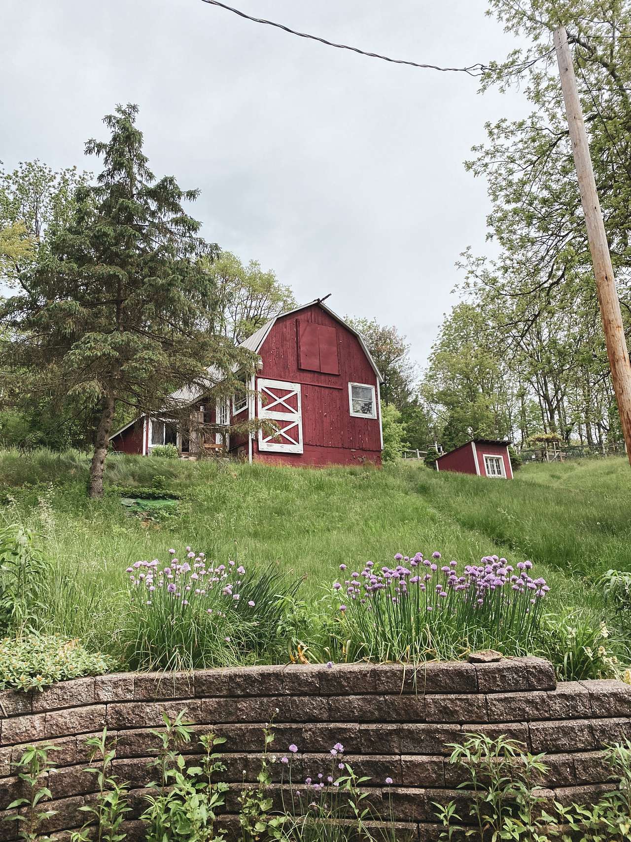 Suburbia old orchard
